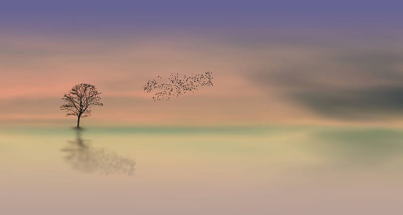 Single tree in water with flock of birds, tree, nature, lake, cool, birds, fun, HD wallpaper