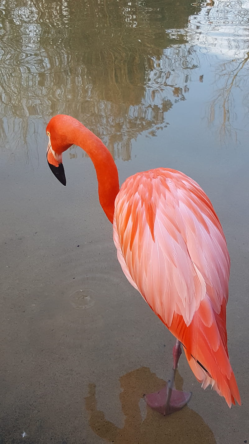 Flamingo , animals, bird, birds, feathers, pink, water, HD phone wallpaper