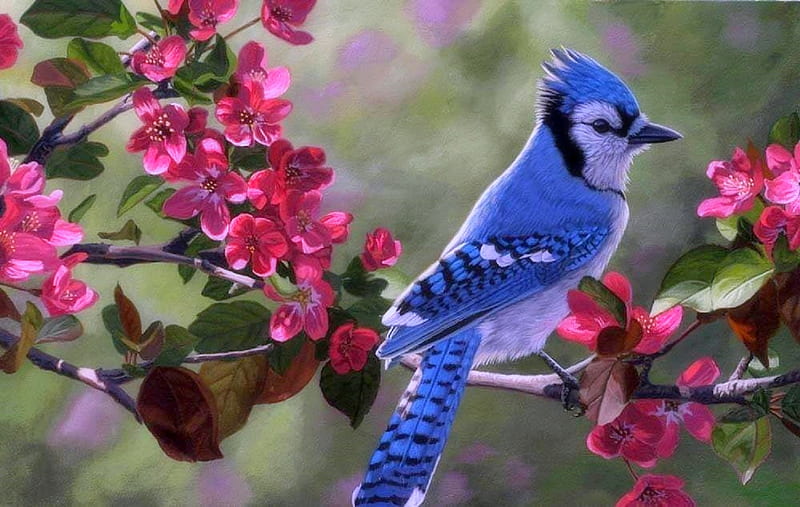 Springtime Blue Jay, love four seasons, panoramic view, birds, spring, paintings, flowers, garden, nature, blue jay, animals, HD wallpaper