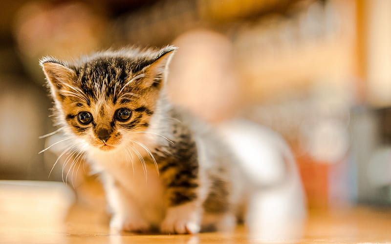 small kitten, American Shorthair cat, pets, cute animals, blur, bokeh, small cats, HD wallpaper