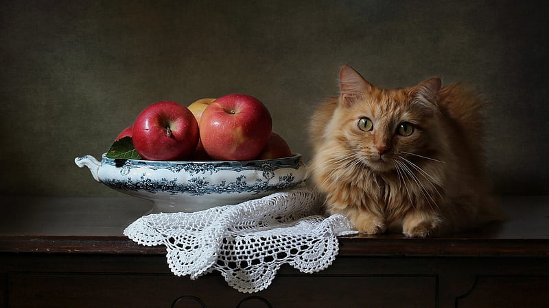 Brown Cat Is Sitting On Wooden Table Near Fruit Bowl Cats, HD wallpaper