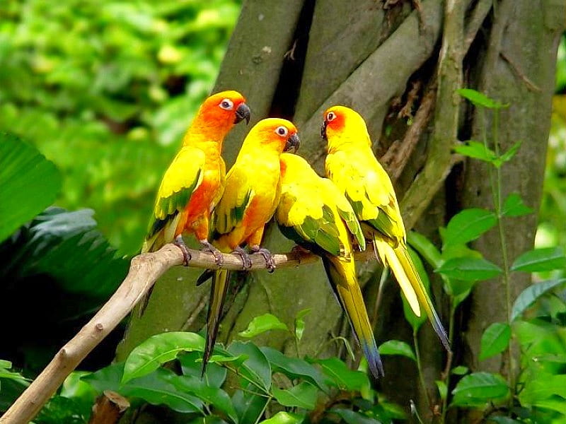 Beautiful Parrots, cool, beautifu, parrots, HD wallpaper
