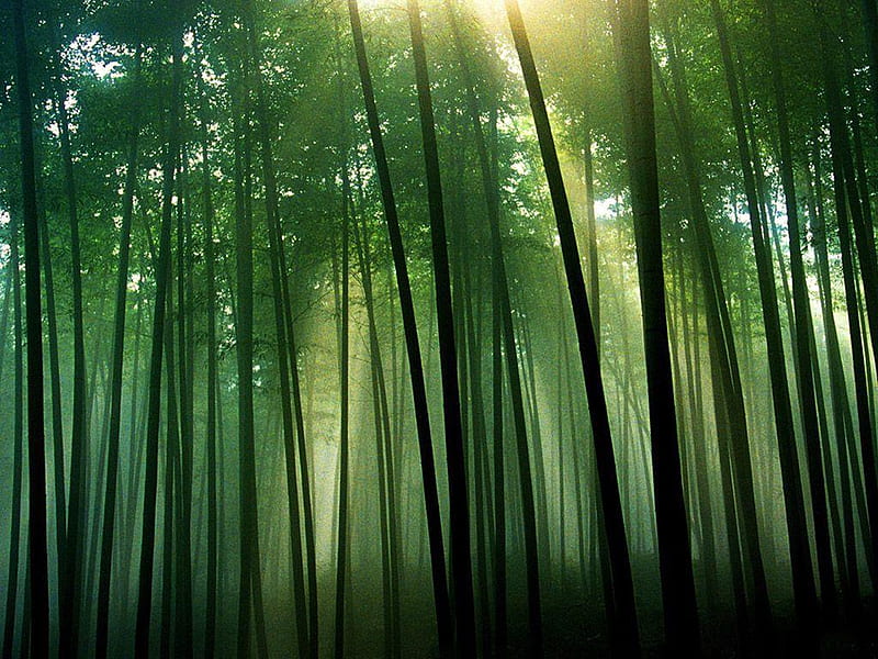 Green Bamboo Forest, Chinese Bamboo Forest, HD wallpaper
