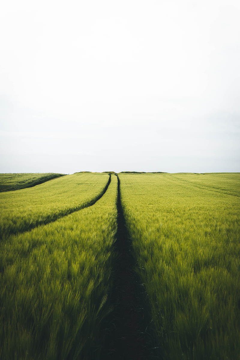 field, rye, traces, horizon, landscape, HD phone wallpaper