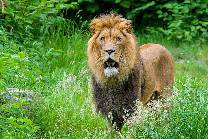 african lion, predator, big cat, grass, HD wallpaper