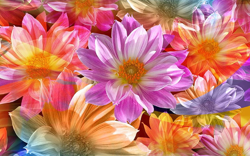 Flores alegres, flor, colores, flores, naturaleza, Fondo de pantalla HD |  Peakpx