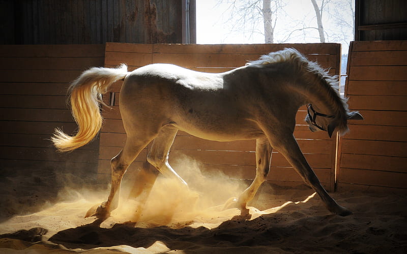Adorable White Horse, adorable, white, horse, animals, HD wallpaper