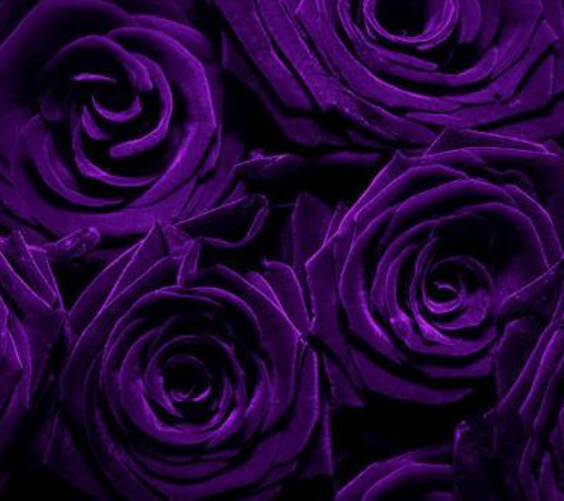 Purple Roses, dark flowers, purple, roses, HD wallpaper