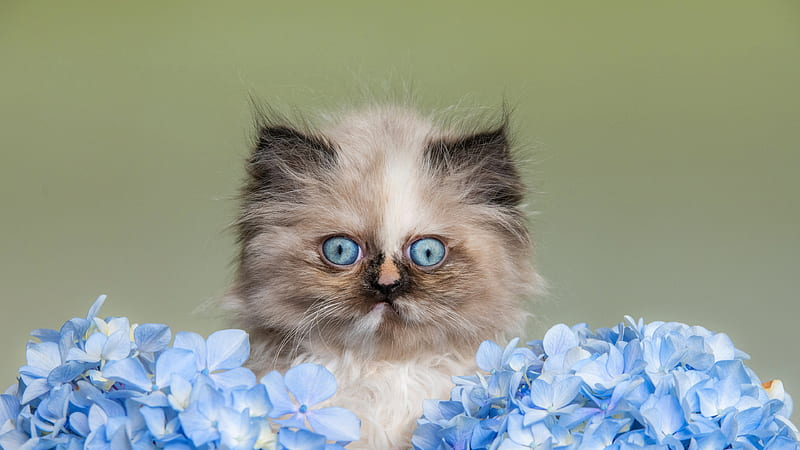 Kitten, blue, hydrangea, flower, face, pisici, cat, HD wallpaper