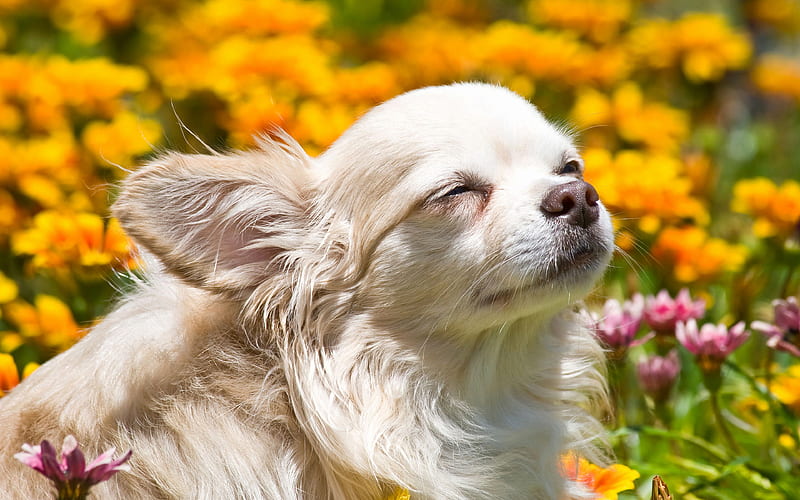 Chihuahua summer, dogs, flowers, white chihuahua, cute animals, pets, Chihuahua Dog, HD wallpaper