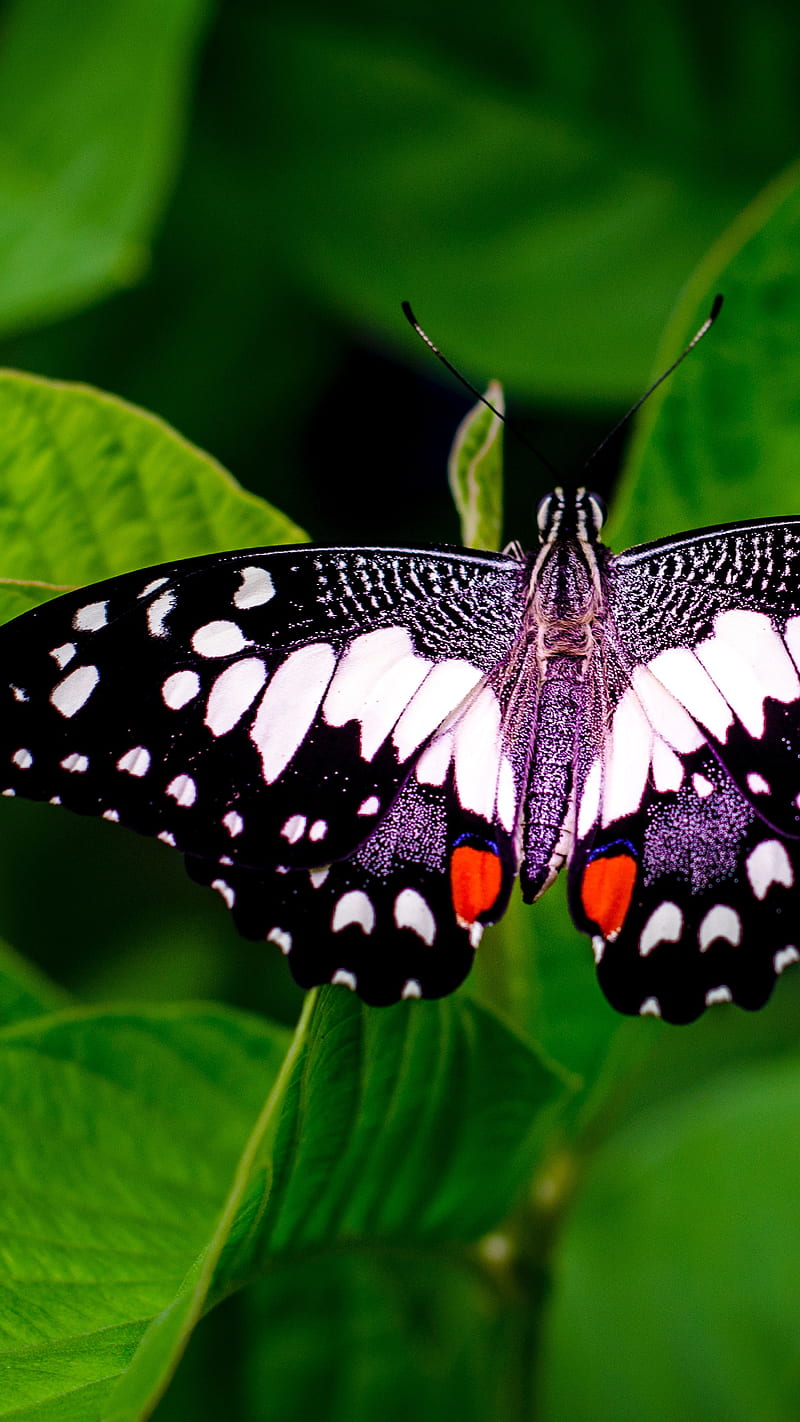 Beautiful Butterfly , nature, HD phone wallpaper