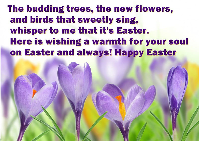 Easter wish, blessing, crocus, spring, easter, happy, HD wallpaper