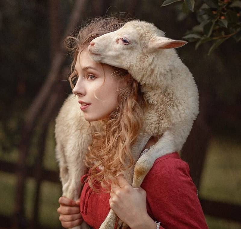 Beauty, girl, Alisa Tarasenko, sheep, model, lamb, woman, HD wallpaper