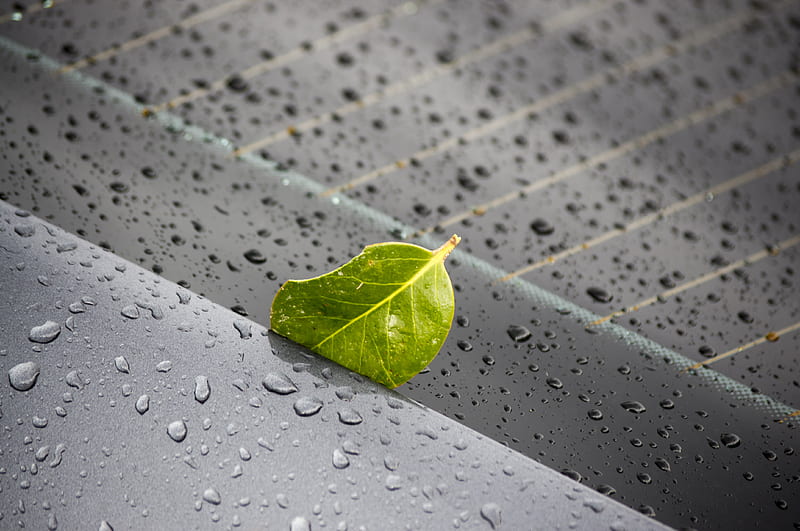 leaf, metal, rain, drops, macro, HD wallpaper