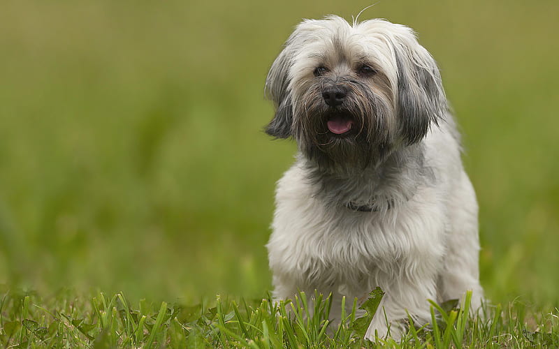 Lhasa Apso fluffy puppy, small dog, green grass, dog breeds, Tibet, HD wallpaper