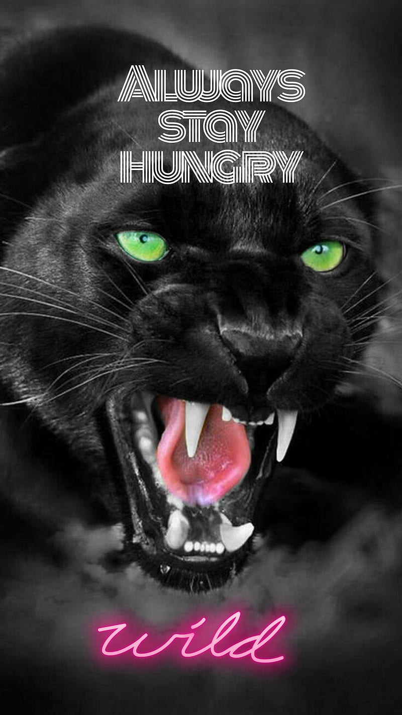 Stay wild, animal, wild, hungry, quotes, black, panther, neon, inspiration,  cat, HD phone wallpaper | Peakpx
