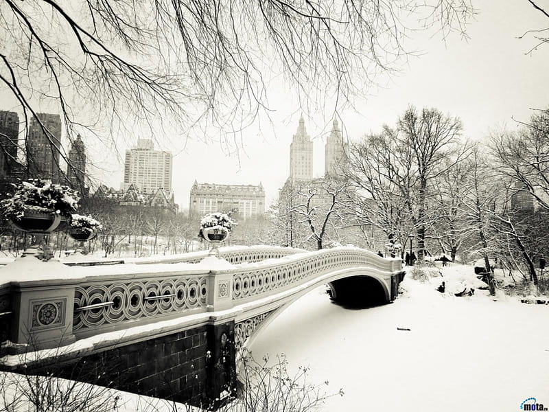 Winter in Central Park new york, tree, snow, bridge, winter, HD wallpaper