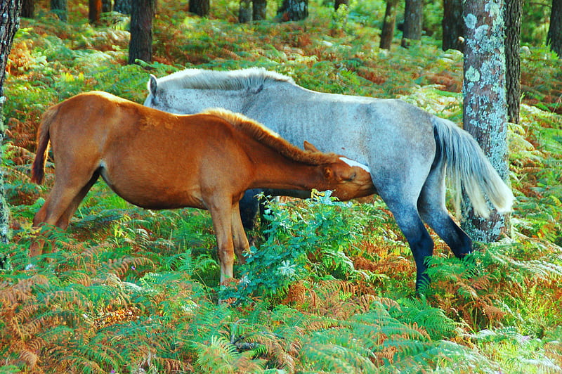 Horses, narure, woods, HD wallpaper