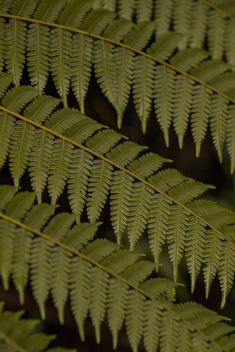 fern, leaves, plant, macro, green, HD phone wallpaper
