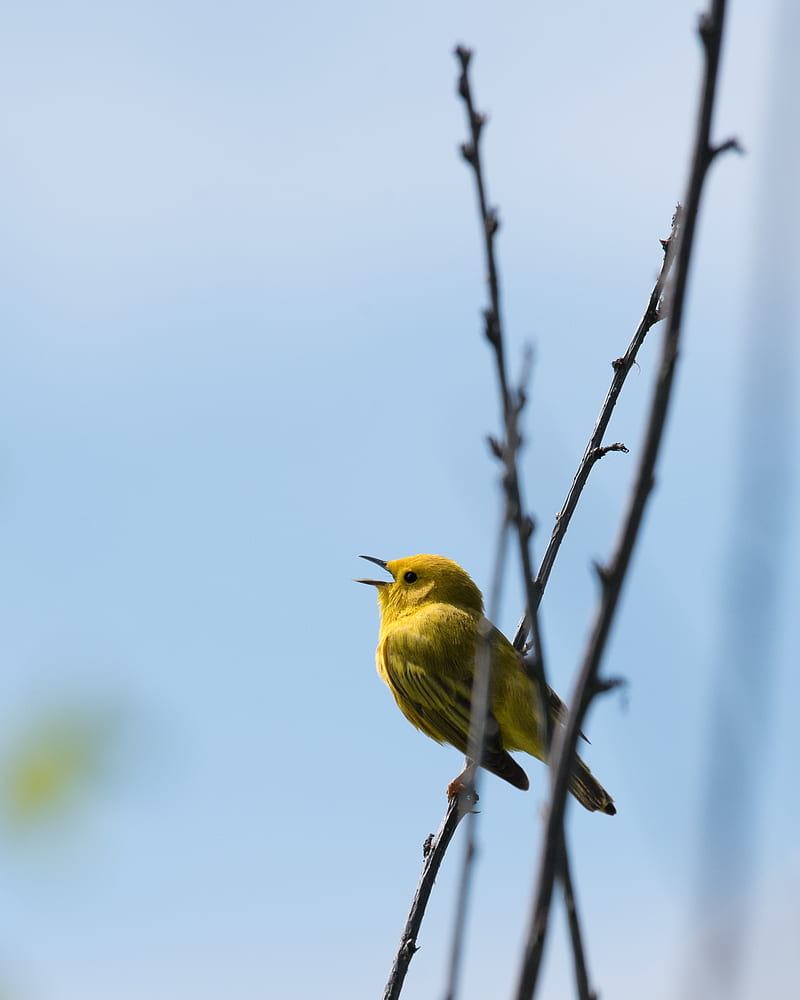 warbler, bird, yellow, bright, branches, HD phone wallpaper