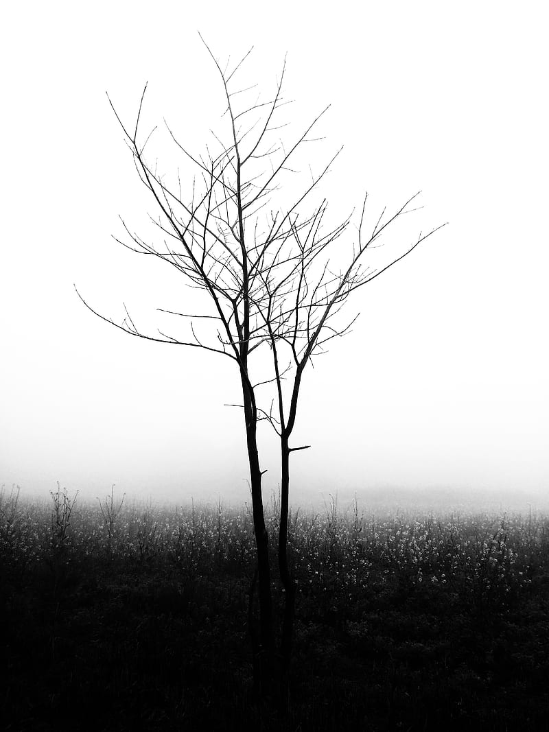 tree, fog, bw, minimalism, nature, HD phone wallpaper