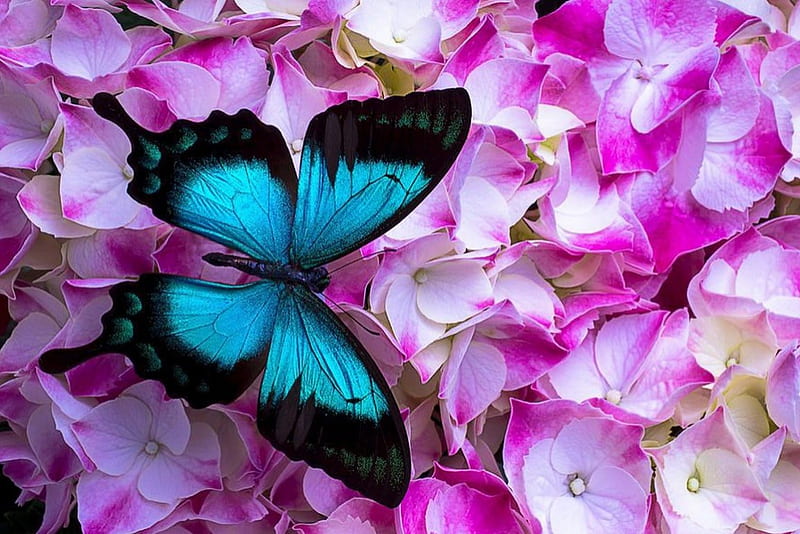 Morpho and blossoms, Morpho, butterfly, black, blossoms, white, pink, blue, HD wallpaper