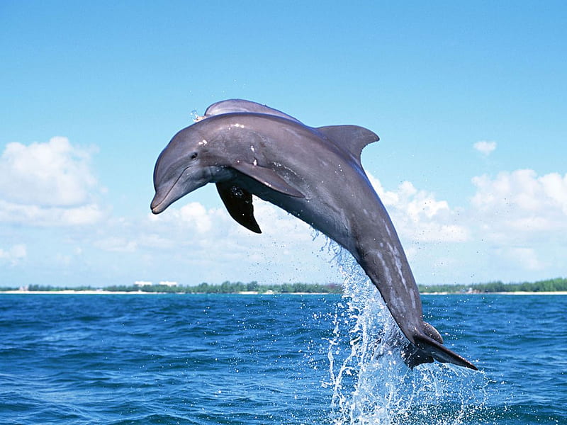 Dolphin jumping, dolphin, jump, fish, animal, HD wallpaper