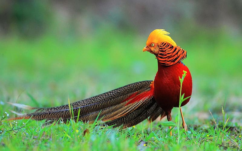 Birds, Animal, Golden Pheasant, HD wallpaper