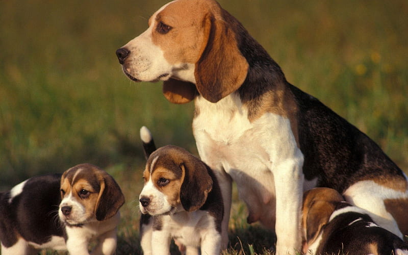 A beagle and her puppies, beagle, puppies, cannie, dog, HD wallpaper