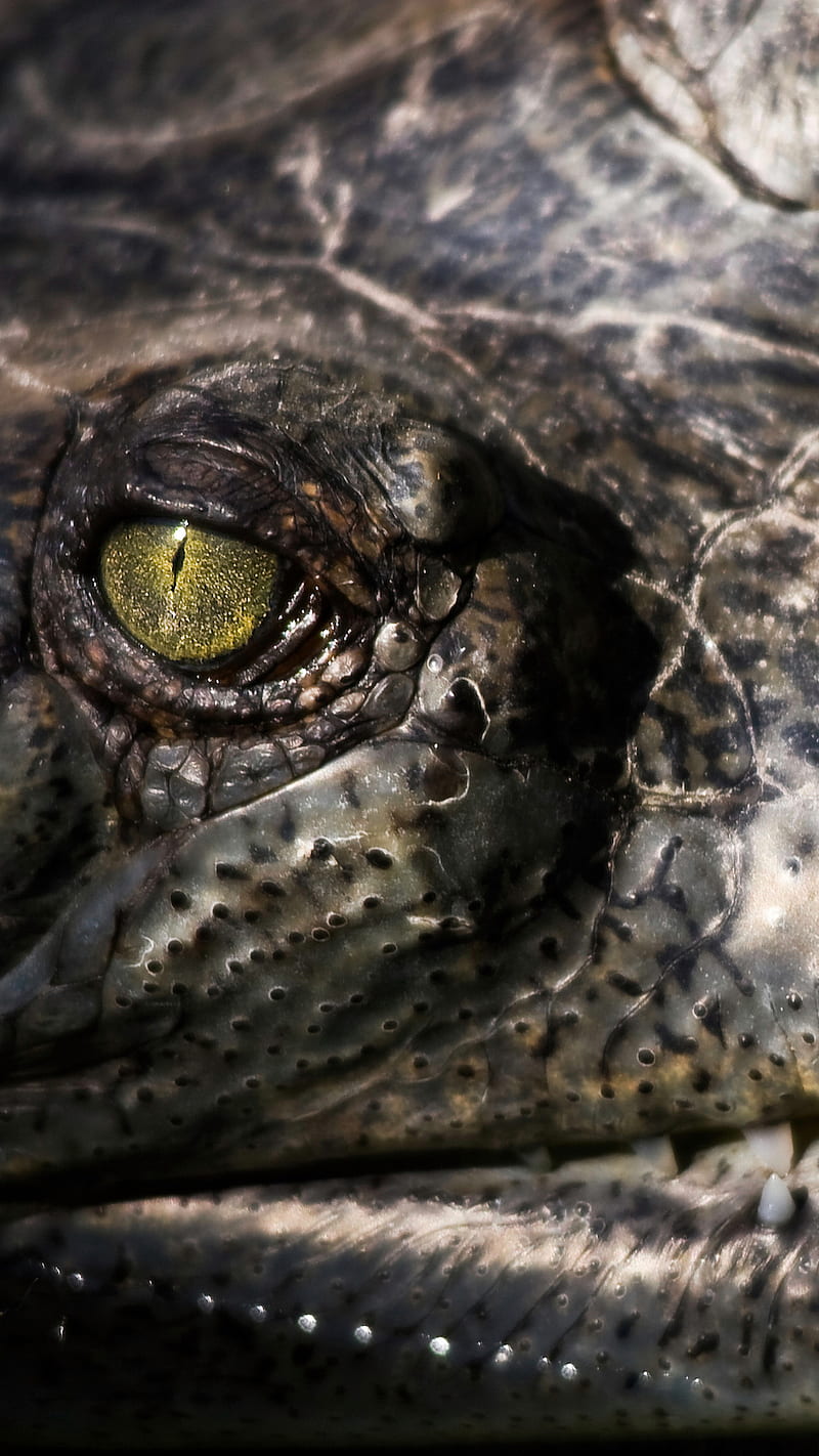 BSI Gator 01, alligator, beautifullyscene, crocodile, eyes, reptiles, snakes, teeth, HD phone wallpaper