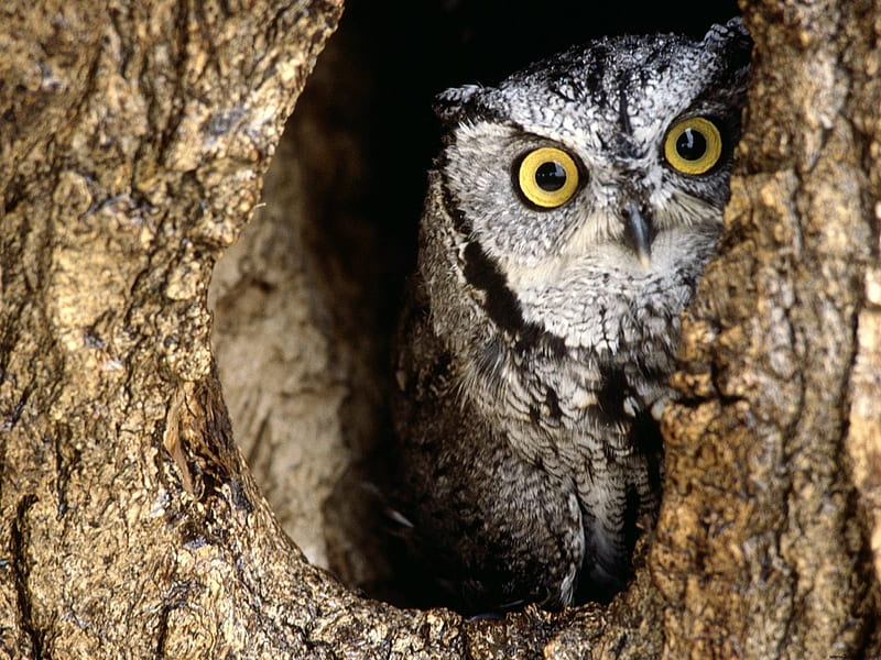 peeking owl-Animal, HD wallpaper