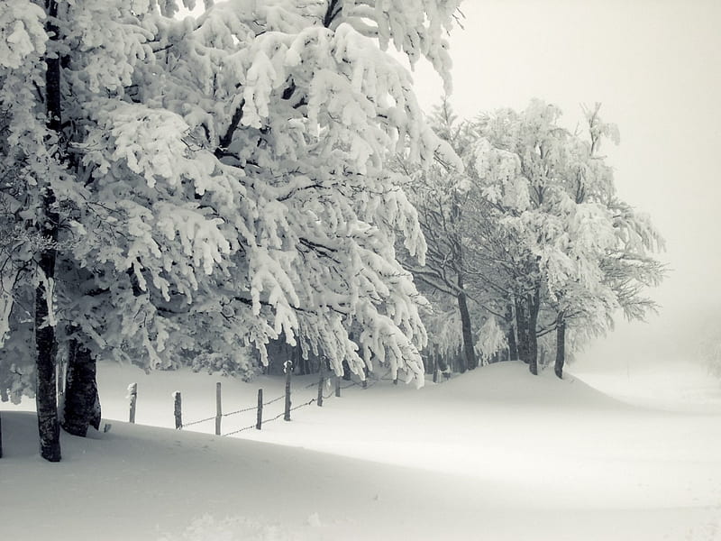 Winter's Touch, snowy trees, winter storm, winter trees, snowstorm, winter, HD wallpaper