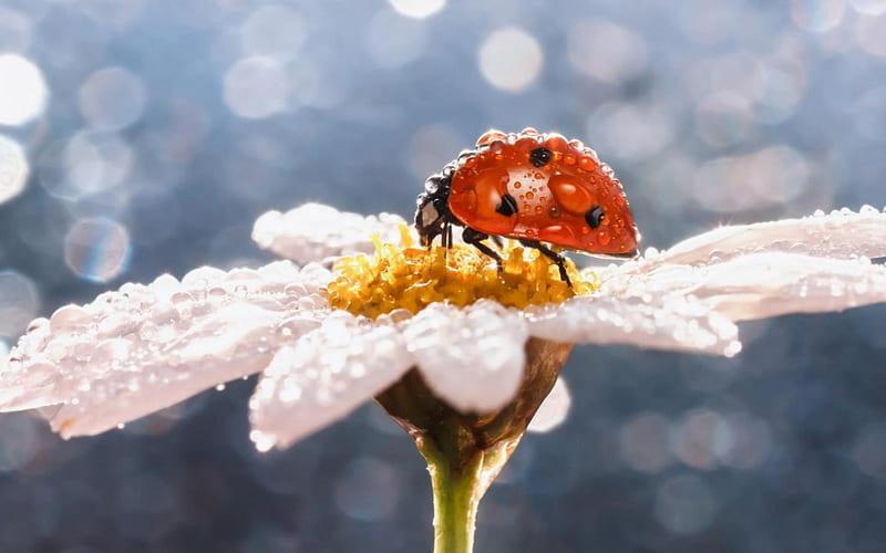 Ladybug, red, glitter, black, dew, spring, dot, macro, water drops, flower, insect, white, daisy, blue, HD wallpaper