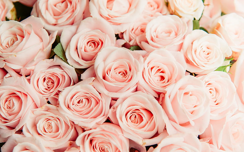 pink roses, large bouquet, pink rosebuds, roses background, beautiful flowers, HD wallpaper