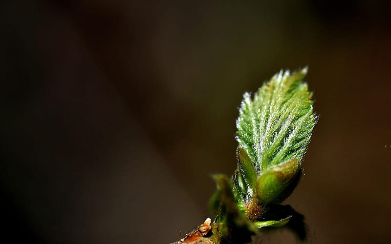 Spring buds-Plant macro graphy, HD wallpaper