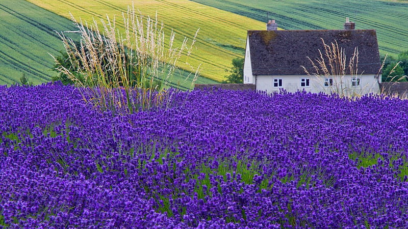 House in lavender field, pretty, house, lovely, grass, cottage, fragranse, scent, bonito, lavender, freshness, nice, summer, nature, field, meadow, blue, HD wallpaper