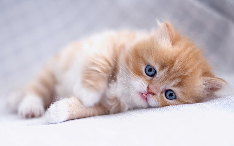 Scottish Fold, ginger kitten, pets, cats, cute animals, ginger cat, domestic cat, Scottish Fold Cat, HD wallpaper