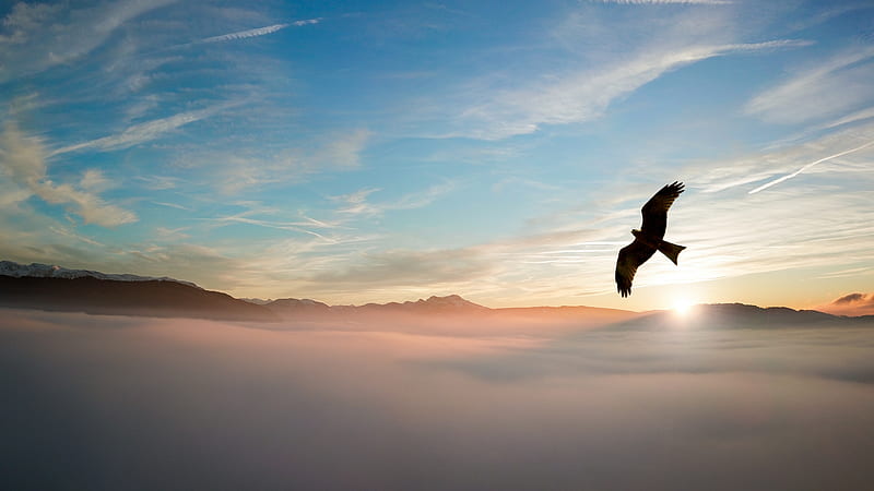 Silhouette of Bird Above Clouds, HD wallpaper