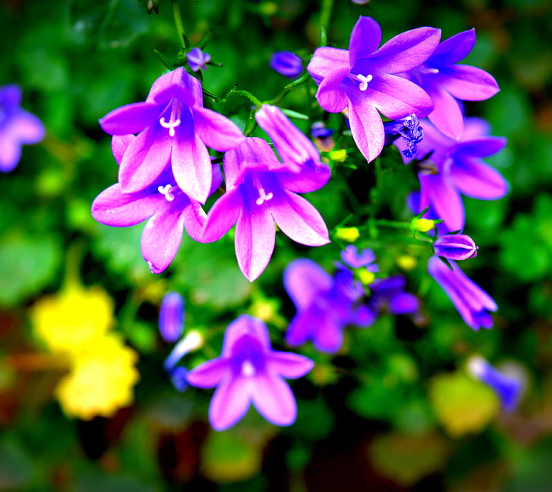 Violet Love, flower, forest, garden, green, violet, HD wallpaper