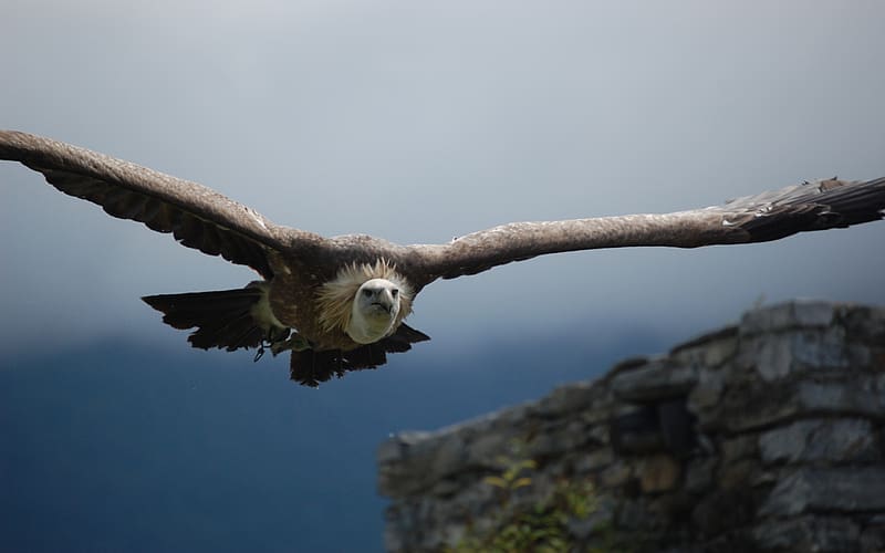 Birds, Vulture, Animal, HD wallpaper | Peakpx