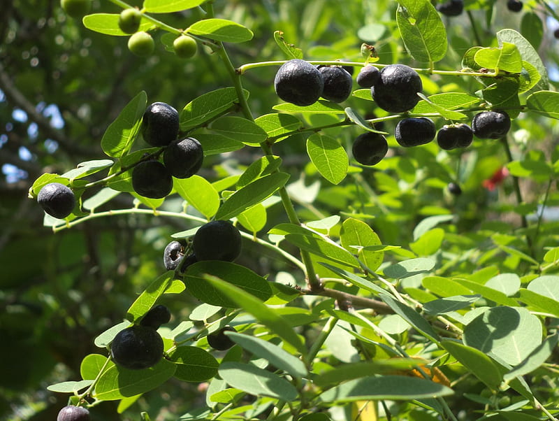black wild fruit, black, forest, tree, fruits, HD wallpaper