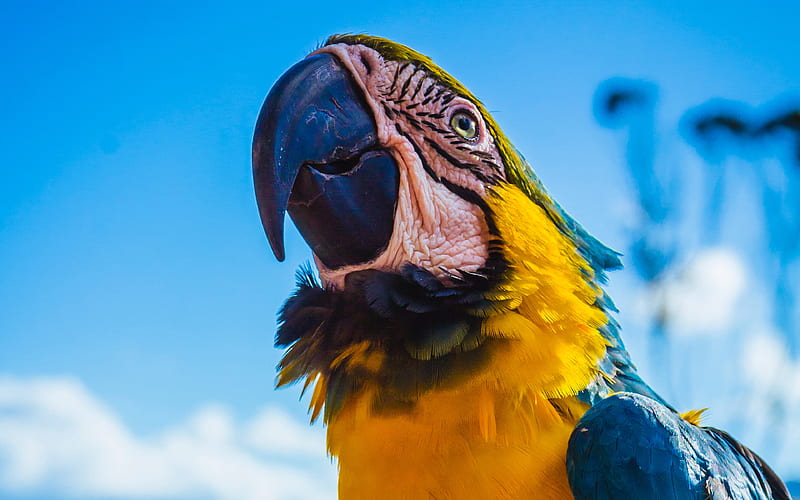 Ara Macaw, parrots, close-up, colorful parrot, Ara macao, HD wallpaper