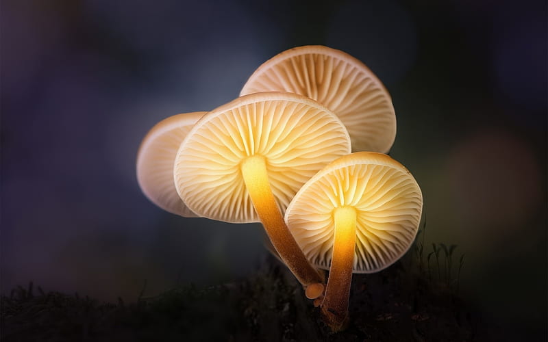 Mushrooms forest light-High Quality, HD wallpaper