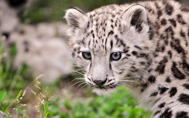 kailash - young female snow leopard, endangered, leopard, pretty, big cat, wild, bonito, snow leopard, cat, HD wallpaper