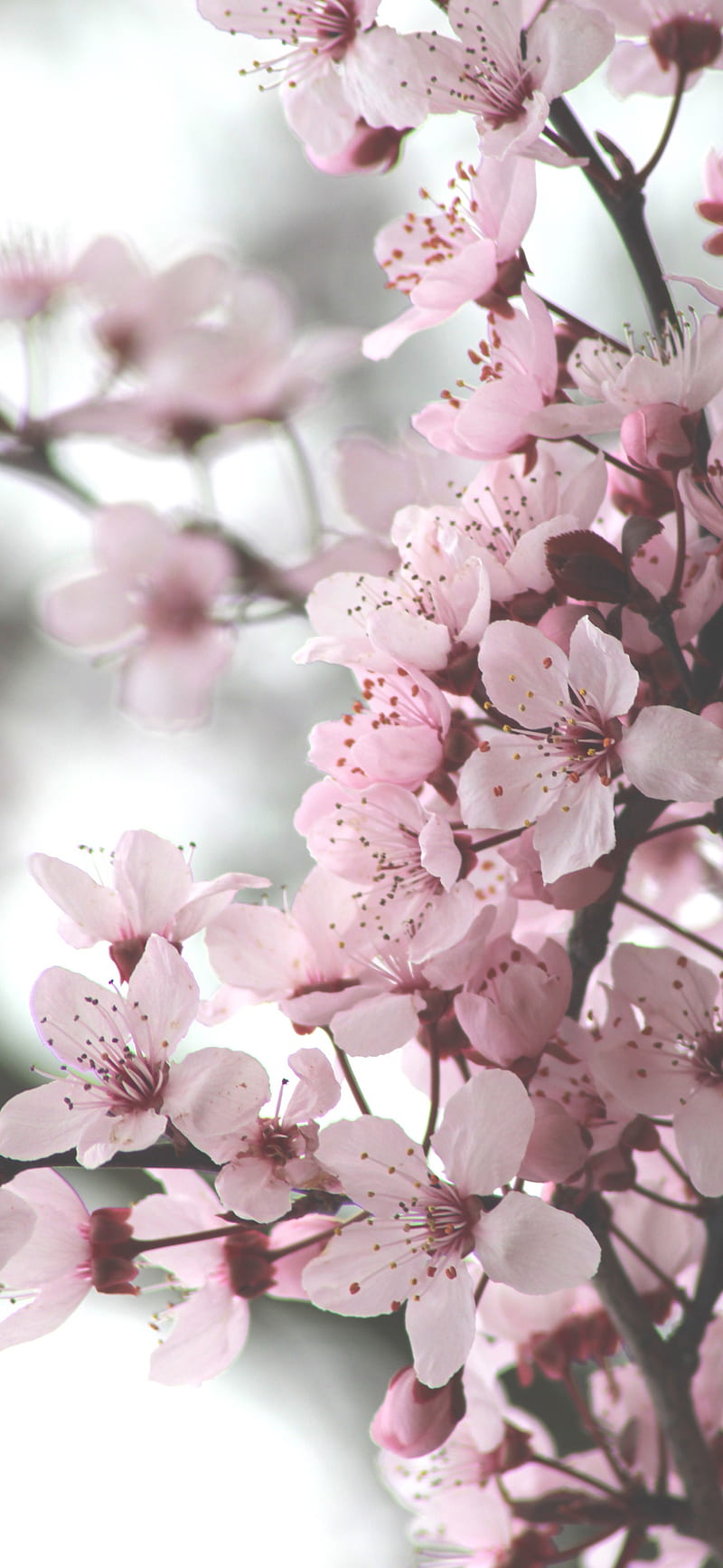Blossoms, cherry, flower, HD phone wallpaper | Peakpx