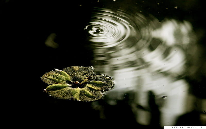 Flotando en el agua, flor, fresco, agua, verde, Fondo de pantalla HD |  Peakpx