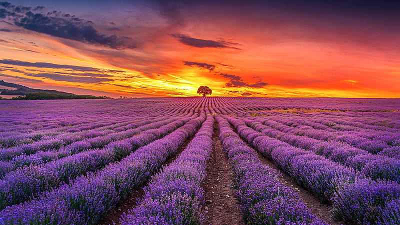 Beautiful Lavender Field HD phone wallpaper  Pxfuel