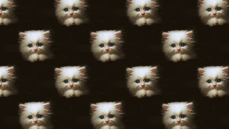 :-), cute, texture, patern, paper, pisici, white, cat, kitten, HD wallpaper