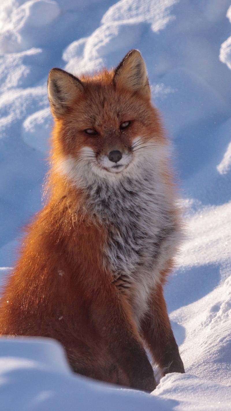 Fox, animal, animals, foxes, nature, snow, HD phone wallpaper