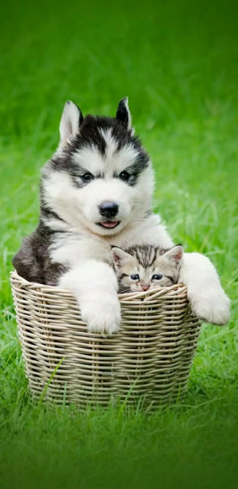 Dog and Cat, basket, husky, nature, animal, cute, iphone, puppies, anime, HD  phone wallpaper | Peakpx